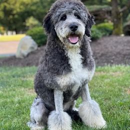 Assorted Doodle Crosses, Aussiedoodles, Bernedoodles, Cockapoos, Goldendoodles, Poodles, and Toy Australian Shepherds from Evergreen Doodle Dogs