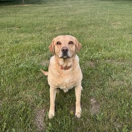 Drake - Labrador Retriever