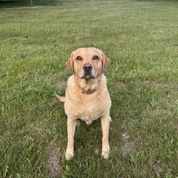 Drake - Labrador Retriever