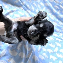 Mack - Black and silver male Miniature Schnauzer puppy in Hedgesville, West Virginia from Clay Hill Kennels