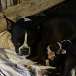 Cha Cha - Boston Terrier