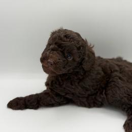 Snickers - Brown male Poodle puppy in Southampton, New Jersey from Lavishly Loved Pets LLC