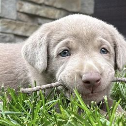 Dilute Retrievers from Meadow Valley Labradors