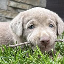 Dilute Retrievers from Meadow Valley Labradors