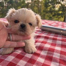 Stone - White male Shih Tzu puppy in Dallas, Texas from Heart and Soul Shih Tzu