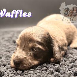 WAFFLES - Silky Wire - Dapple female Dachshund puppy in Alto, Texas from Double W Doxies
