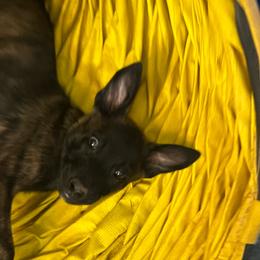 Ember - Black brindle female Dutch Shepherd puppy in Sierra Vista, Arizona from KnightWatch K-9