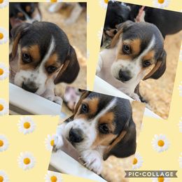 Beagle Puppies from Jennifer Knapp's Beagles
