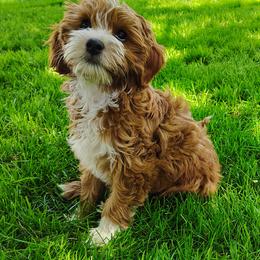 Friday - Red  female Goldendoodle puppy in Bountiful, Utah from Red Brick Doodles