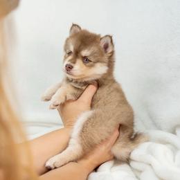 Grandmas Pie - Red and white female Pomsky puppy in Spring City, Pennsylvania from Pomsky Power Puppies
