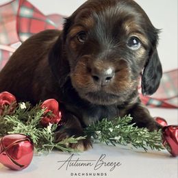 Percy - Red male Dachshund puppy in Clever, Missouri from Autumn Breeze Dachshunds