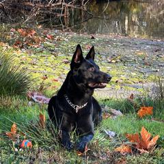 Ona - German Shepherd