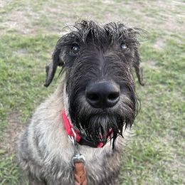 Red Girl - Pepper and salt Giant Schnauzer puppy in Goodrich, Texas from Silver Creek Giant Schnauzers