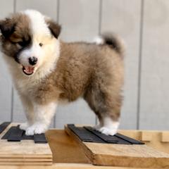 Icelandic Sheepdog Puppies from Hjarta Icelandics