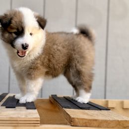 Icelandic Sheepdog Puppies from Hjarta Icelandics