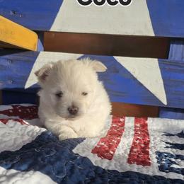 Snowflake - White female Maltese puppy in Terrell, Texas from PBJ Farms