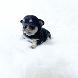 Roxy - Black and tan female Chihuahua puppy in Sacramento, California from Honey Bee Chihuahua’s
