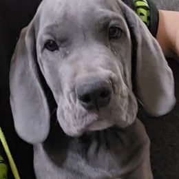 Elvira - Great Dane puppy from Miner's Dynamic Danes