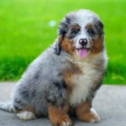 Rig (socialization program student) - Merle male Bernedoodle puppy in Dundee, Ohio from Down Home Doodle
