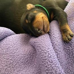 Manchester Terrier Puppies from Maximal Manchester Terriers