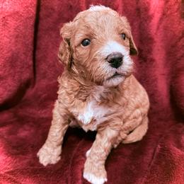 Beau - Red  male Goldendoodle puppy in Bradenton, Florida from Christianna’s Mini Goldendoodles