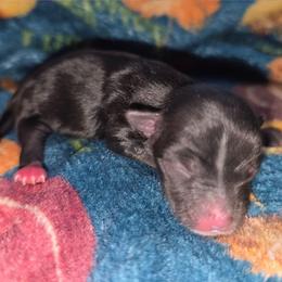 Pluto - Parti male Yorkshire Terrier puppy in Lakeland, Florida from You Me & The Yorkies