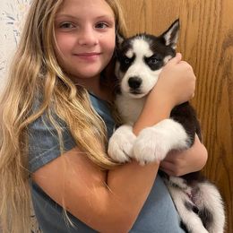 Siberian Husky Puppies from Siberian Huskies-Beckham the Great