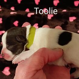 Toolie - Parti male Miniature Schnauzer puppy in Midland, Texas from Shebbies Puppy Palace