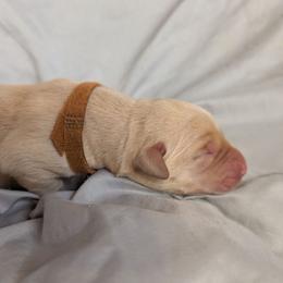 Orange Male - Yellow male Labrador Retriever puppy in Briggsdale, Colorado from LC Hunting Labs, LLC.