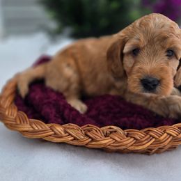 Brown Collar - Apricot male Goldendoodle puppy in Archbold, Ohio from Wurster's Mini Wee Doodles