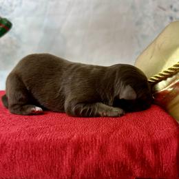 Mira - Red tri-color female Australian Shepherd puppy in West Union, Iowa from Boundless Hearts Australian Shepherds LLC