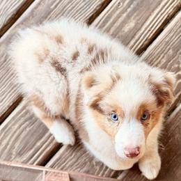AKC Alex - Red merle male Australian Shepherd puppy in Call, Tx, Texas from Stover's Australian Shepherd's, LLC