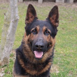 War - German Shepherd