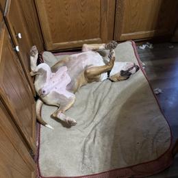 Bull Terrier Puppies from Lynn Hill Bull Terriers