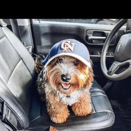 Australian Mountain Doodle, Bernedoodle, and Cavapoo Puppies from Cedar Wood Farms