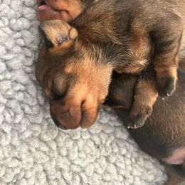 Dachshund puppies from Millenia Mini Wire Hair Dachshunds