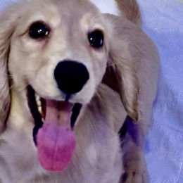 Pearl - Dachshund