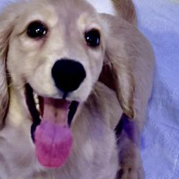 Pearl - Dachshund