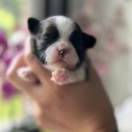 Astro - Red and white male Shih Tzu puppy in Albany, New York from Best Friend Shih Tzu Co.