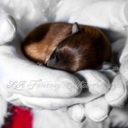 Companion Cross, Papillon, and Pomeranian Puppies from Lovely Ladies and Little Asses Miniature Equines (L3A Pomeranians & Papillons)