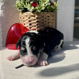 Shadow - Black and white male Bernedoodle puppy in Moreno Valley, California from Ayy_Doodles