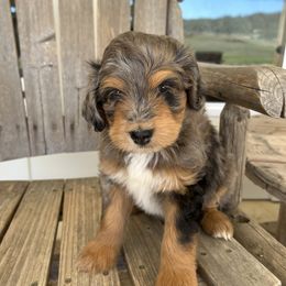 Girl 2 - Aussiedoodle puppy in Tolar, Texas from Massey Ranch