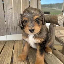 Girl 2 - Aussiedoodle puppy in Tolar, Texas from Massey Ranch