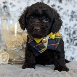 Goldendoodle and Shihpoo Puppies from Bellady's Shihpoos