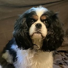 Lexi - Cavalier King Charles Spaniel