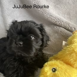 Boy 4 - Black Shih Tzu puppy in Blackwood, New Jersey from Ju Ju Bee Shih Tzus