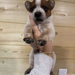 Kit Kat - Red speckled male Australian Cattle Dog puppy in Oberlin, Kansas from Hangin R Kennels