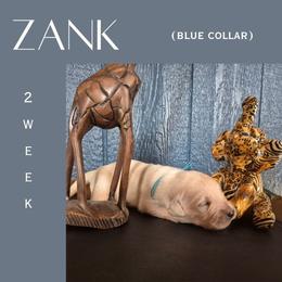 Zank - Light golden male Golden Retriever puppy in El Campo, Texas from Starlight Goldens