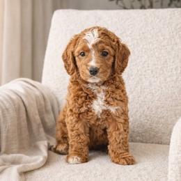 Tommy - Red  male Goldendoodle puppy in Humble, Texas from Simply Dane Doodles