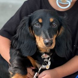 Edey - Dachshund